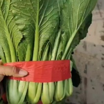 【优质】小白菜新鲜现摘，货量充足价格优惠，欢迎选购