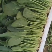 菠菜