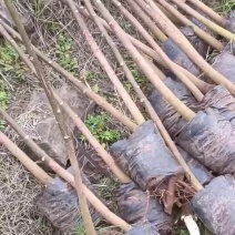 2公分油桐杯苗，买油桐苗请选择重庆俊尧专业油桐培育公司