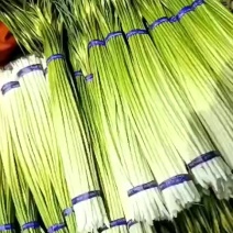 【精品白帽蒜薹】大量上市产地直供对接市场批发现货优惠