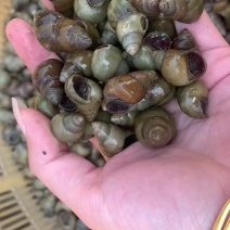 需要田螺的可以联系，成活率高，