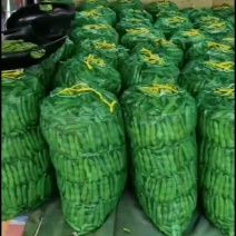 精品大青蚕豆，按需包装，品种日本大青豆，牛逼货