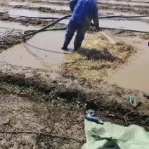 鱼腥草