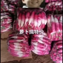 精品萝卜