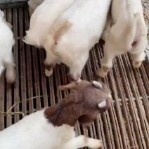 长年育肥羊苗，小山羊小绵羊，公母都有，出售肉羊。山羊绵羊