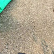 精品小麦货源充足量大从优质量保证欢迎咨询