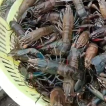 海南本地澳洲淡水小龙虾