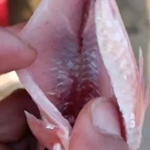 去鳞开肚鲫鱼