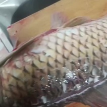 大鲤鱼