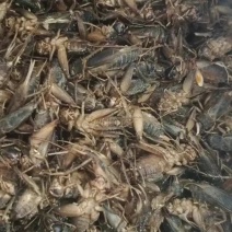 蛐蛐现有大量冷冻货和干货，有需要的老板与我联系！