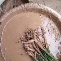 （木姜子苗）现挖现卖品种纯正裸根袋苗都有