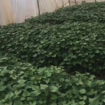 秦薯五号脱毒红薯苗