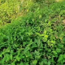 野生紫花地丁干货，35元一斤。10斤包邮