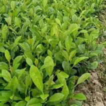 红芽柠檬（本地柠檬苗）幼苗