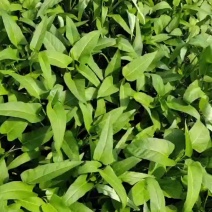 空心菜开始上市，支持配菜