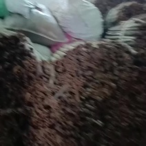 桂皮