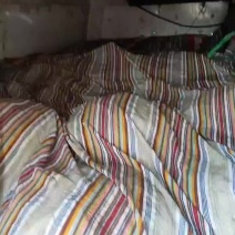 3500斤大母本蟹苗送货
