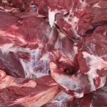 甘肃祁连牧场土黄牛，肉质细嫩，牛肉味香，新鲜屠宰，量大