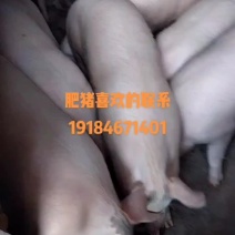 肥猪