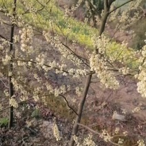 改良优质木姜子苗，苗子健壮成活率很高，产量高，等优点