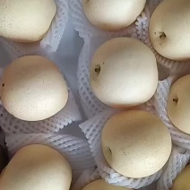 河北辛集皇冠梨三层托盘，果面干净，口感脆甜