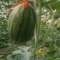 冰糖子2K，礼品西瓜又称手撕小西瓜，奶油西瓜，常年有货。