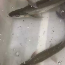翘嘴
