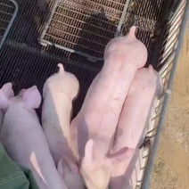 三元仔猪大量出售价格便宜，货源充足，疫苗手续齐全，包成活