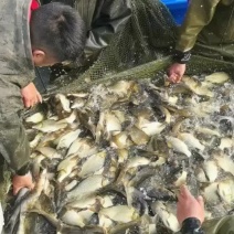 【推荐】湘云鲫，适合钓塘，各种鱼苗成品鱼欢迎咨询