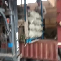 加工厂青皮萝卜大量有货价格便宜