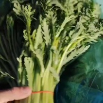 茼蒿，花叶茼蒿