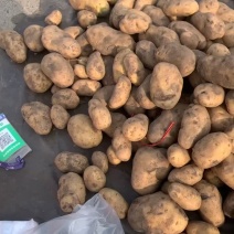 荷兰十五土豆种子