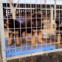 两个多月德牧幼犬！两针辉瑞一次驱虫！喜欢的老板联系