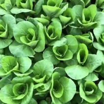 杭白菜