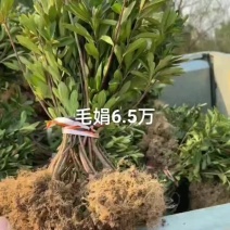 杜鹃，毛娟，春娟，基地直销，一手货源，大量供应