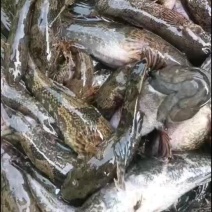 沙塘鲤土布鱼