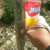 107杨树苗无絮杨大量有货