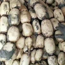 精品莲藕新6号，新35莲藕大量出货中，
