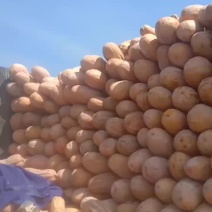 大量收购工厂南瓜有货的朋友联系