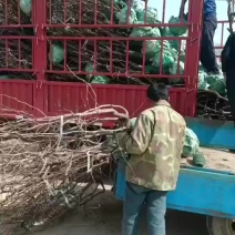 5公分的土球