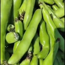 福建福清蚕豆大量上市中，精品，有想法的私聊