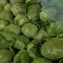 精选中甘甘蓝上市了优质圆包菜品质保证个头均匀