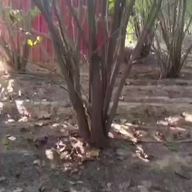 丛生巨紫荆