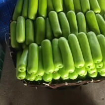 基地大量直供瓠瓜，户子蒲瓜苦瓜