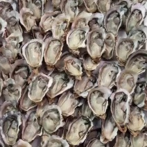 生蚝，广东蚝，山东蚝，又肥又薄壳