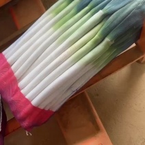 精品铁杆大葱，质量好，里外一样，无细葱，无断葱，货好价低