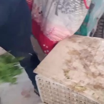 本地精品茼蒿常年供货杆子长颜色鲜亮
