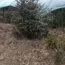 园林绿化树大量有货