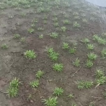空心菜