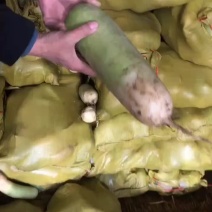 甘肃省白银市，恒温库保存的绿萝卜白葱莲花菜品质好价格低，